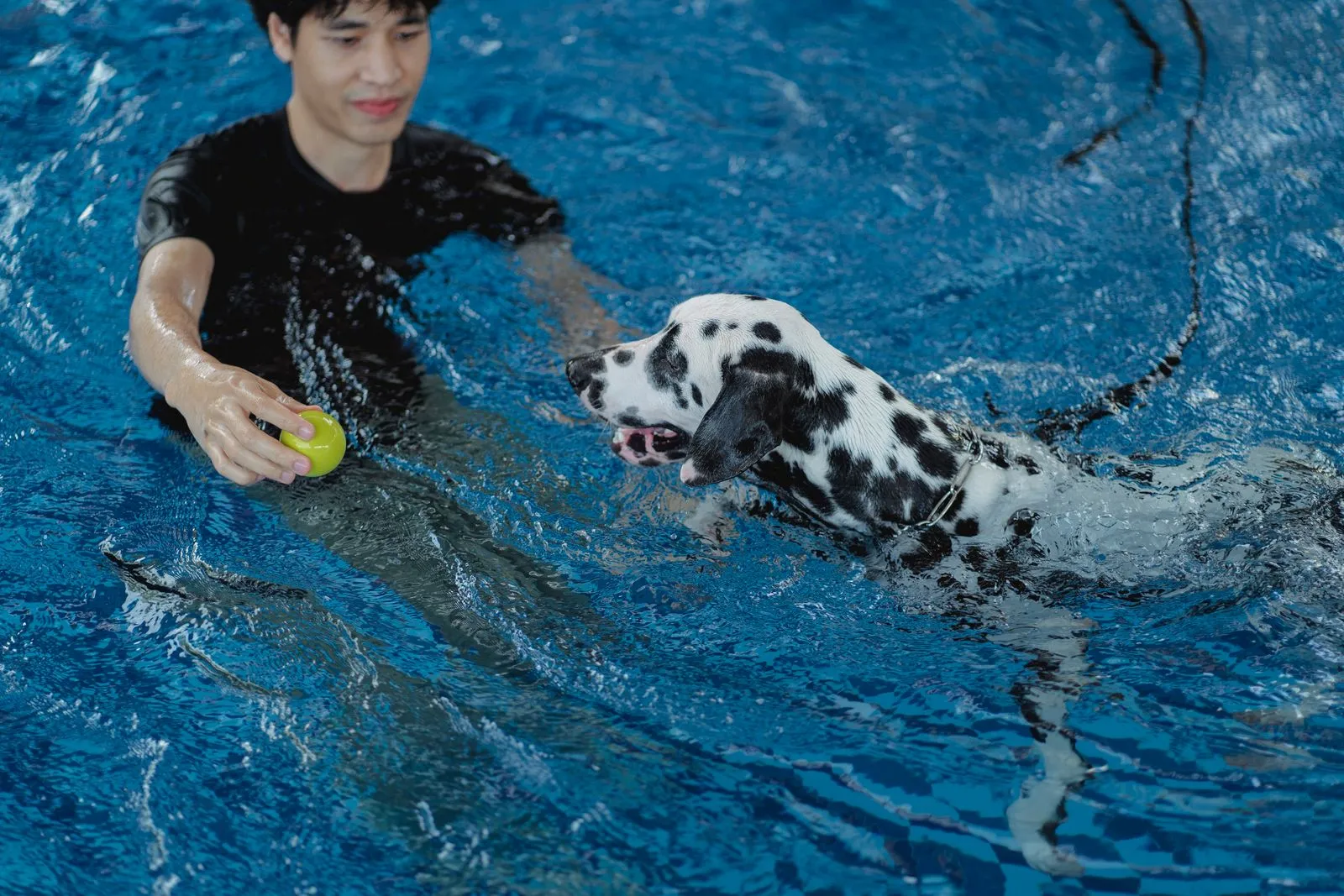 A man holding a ball trains a Dalmatian dog in a swimming pool, showcasing pet exercise.